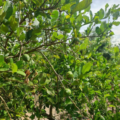 Bán nhà vườn ven biển Lộc An - Phước Hải. Diện tích 1.800m2, có tc, 38m mặt tiền cách biển 500m